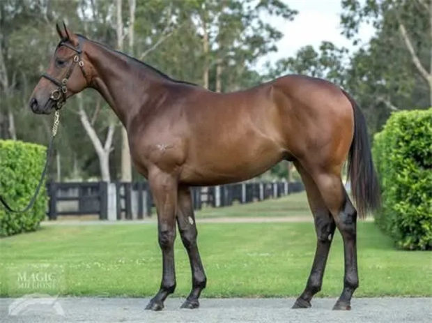 70万澳币周岁购入!CHC杰士马主俱乐部2岁公马“俄勒冈”斩获首冠 大陆赛马网 (2).jpg