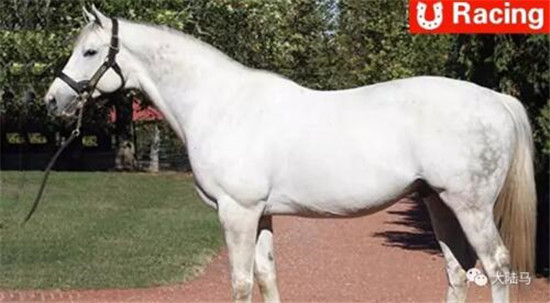 北美第一种公马“塔皮特”迎来完美周末:三匹子嗣日本夺冠 1_副本.jpg