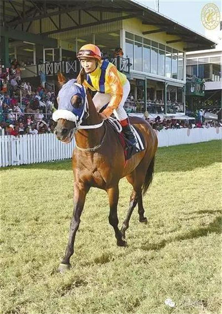 《马上聚焦》覃勇陈黎:驰骋在巴巴多斯赛场上的中国赛马双子星 6.jpg
