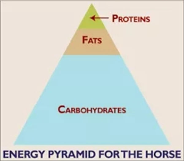 青马商城马术课堂:马匹饮食中的能量从哪里来? 青马网大陆马 (1).jpg