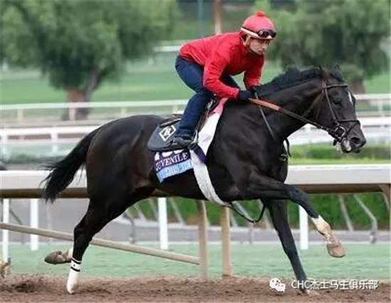 CHC种公马巡礼之“非常时间”:拥有冠军血统的种公马4.jpg