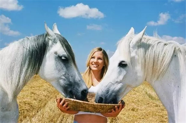 马和人一样,减肥不要靠节食!瞧瞧告诉你几个马匹减肥秘籍! 青马网大陆马.jpg