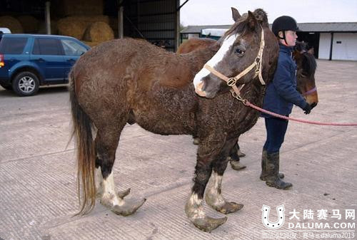 英国小马2年多未剪指甲 你见过127公斤重的马蹄?.jpg
