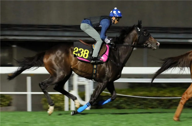 明星赛马“金枪六十”及“幸福笑容”以佳态迎战2020宝马香港打吡大赛 大陆赛马网.jpg