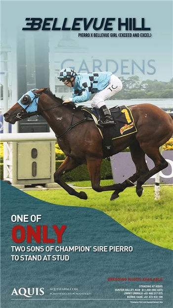 Aquis Farm雅士牧场与日发牧马堂共有三岁公马“碧蕙山”退役配种:已有两匹“皮耶罗”子嗣种公马 大陆赛马网 (1).jpg