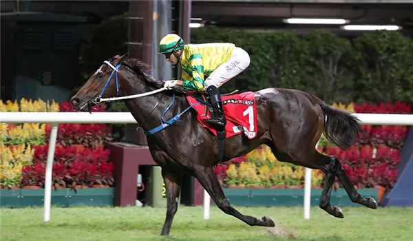 顶级种公马列阵2021新西兰纯血马快跳拍卖会-大陆赛马网 (2).jpg