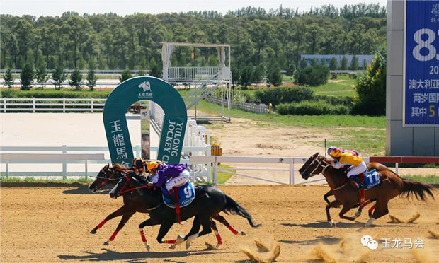 2019玉龙赛道1200米最快赛马:“华宇风度”,缔速1分10秒90 大陆赛马网 (1).jpg