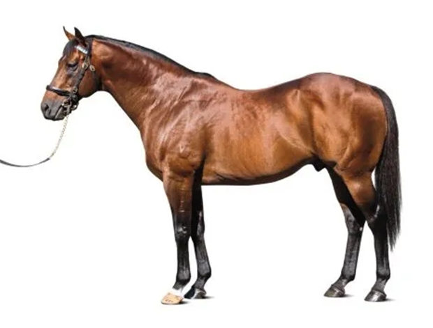 达利澳洲牧场头号种马“尽善尽美”:20岁,配种费40万逆势上涨至60万 大陆赛马网 (5).jpg