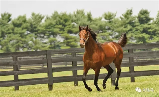 翻家谱,神奇基因起作用!CHC三岁雌马“探险家”连夺三场G1冠军.webp (2).jpg