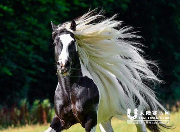 吉普赛马:神遗忘在人间的优雅骑兽 大陆赛马网4.jpg