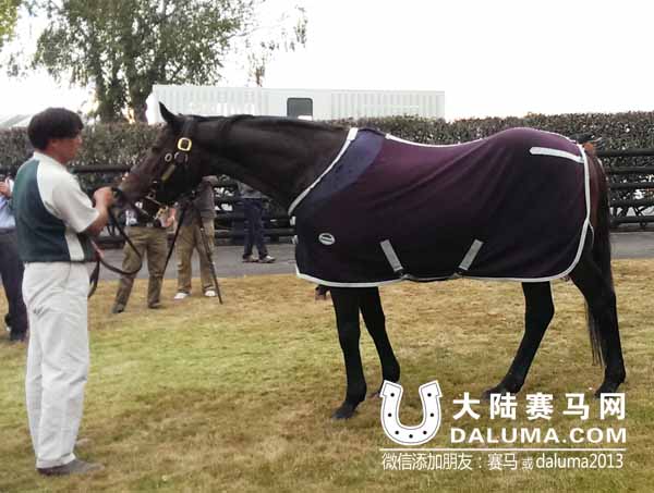 冠军种公马“沙彪”(Zabeel、沙镖) 大陆赛马网.jpg