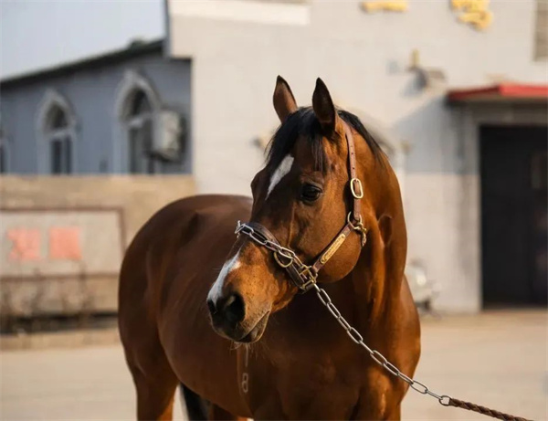 新西兰卡拉卡全国周岁马拍卖会21岁种马“灯塔岛”周岁女儿拍出370万高价!大陆赛马网 (3).jpg