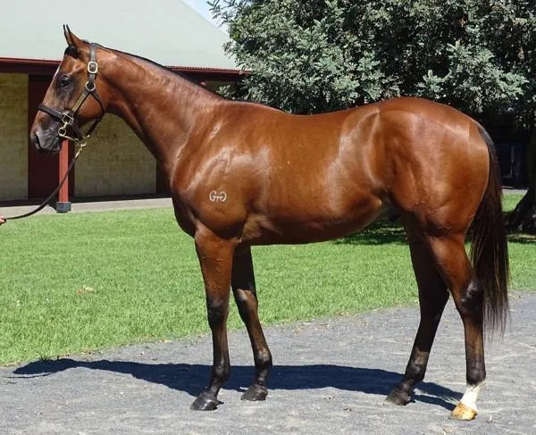 CHC杰士马主俱乐部3岁公马“法制”澳洲夺冠:45万澳币购自殷利殊 大陆赛马网.jpg