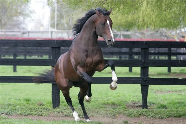 新西兰温莎公园牧场种公马“福尔科克”因身体原因人道安乐:享年20岁 大陆赛马网.jpg