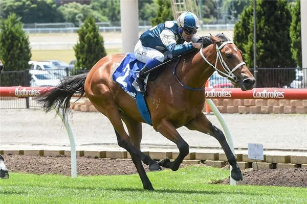 令澳洲瞩目!玉龙马业5000万购入15匹顶尖母马,冠绝神奇百万拍卖会 大陆赛马网 (4).jpg