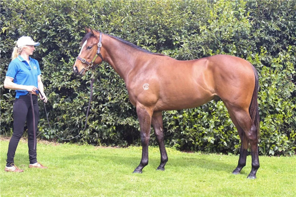 顶级种公马列阵2021新西兰纯血马快跳拍卖会-大陆赛马网 (3).jpg