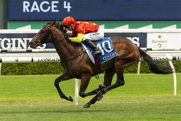 CHC杰士马主俱乐部一级赛短途冠军“霸王”退役开启种公马生涯 大陆马.jpg