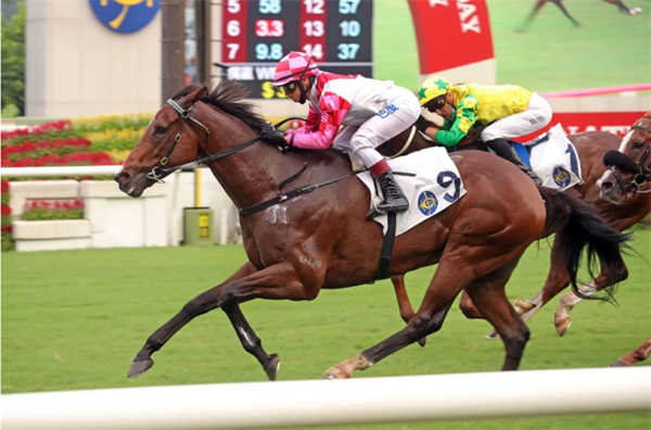 “荣誉肩章”子嗣“聚财”转投大卫希斯马房后回归胜利 大陆马.png