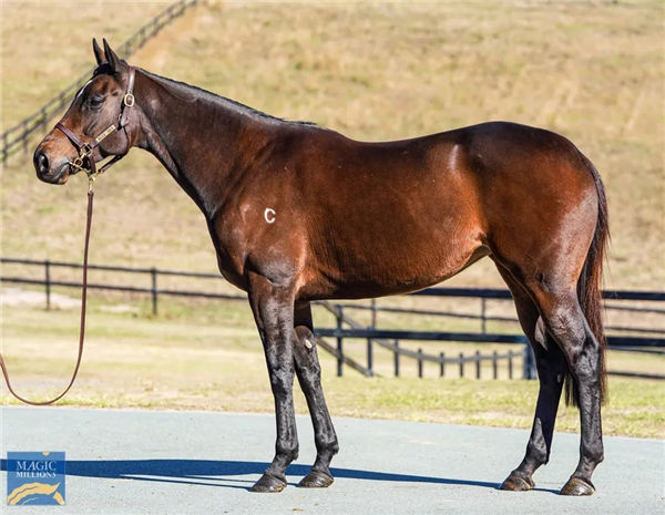 玉龙马业1380万购入一级赛冠军雌马“毋忘我” 大陆赛马网 (1).jpg