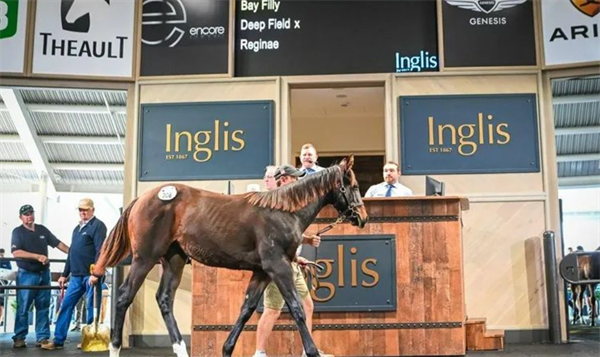 “遥远星空”小母马以118万斩殷利殊拍卖会标王 大陆马.png