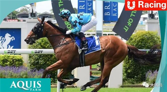 Aquis雅士牧场,五连胜,赛马,日光,350万澳币,金拖鞋 大陆马 大陆赛马网 (1).jpg