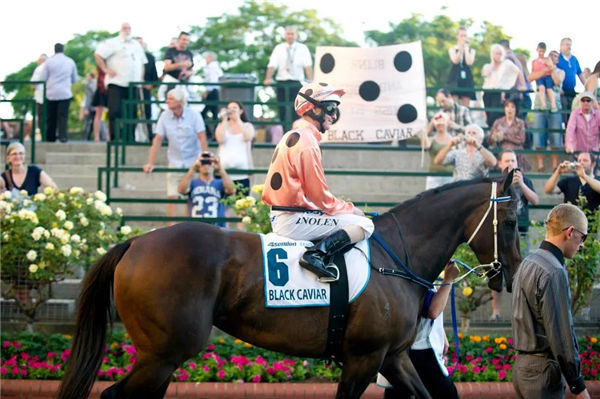 澳洲不败短途马后“鱼子精华”将与“书写大亨”配种 大陆赛马网.jpg