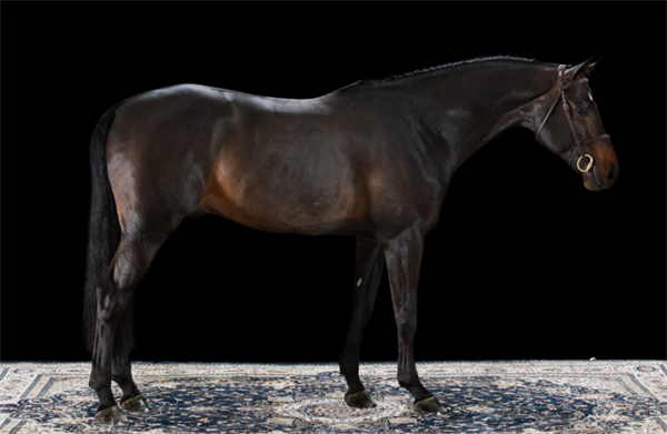 19匹马超2300万成交额!全球顶级温血马拍卖会完美收官! 大陆马 (21).png