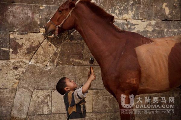 《时代周刊》评出2014年最佳马影像,总有一张震撼你的心灵 大陆赛马网4.jpg