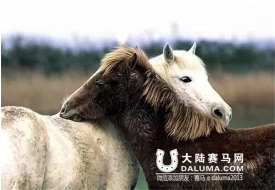 中国古代骑术始于商周 春秋盛行赛马 唐代流行马球 大陆赛马网.jpg