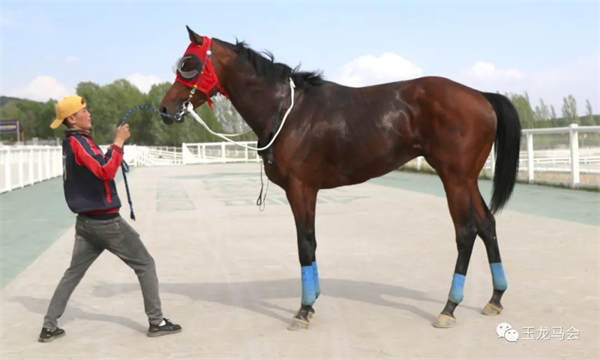 惊喜!替补上场夺冠!华宇马业“突如其来”12马位大胜! 大陆马 (3).jpg