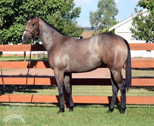 玉龙马业2岁雌马“清醒”澳洲夺首冠:17万澳币购自神奇百万 大陆赛马网 (2).jpg