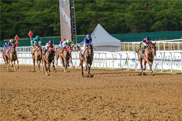 加勒比“疯狂”的可不止是海盗!那里的赛马超出我们想象! 大陆赛马网 (14).jpg