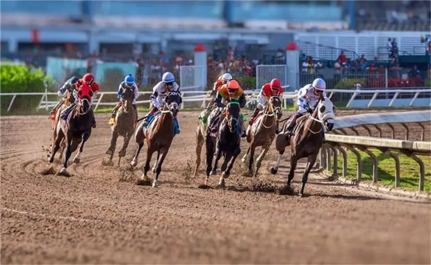 加勒比“疯狂”的可不止是海盗!那里的赛马超出我们想象! 大陆赛马网 (7).jpg