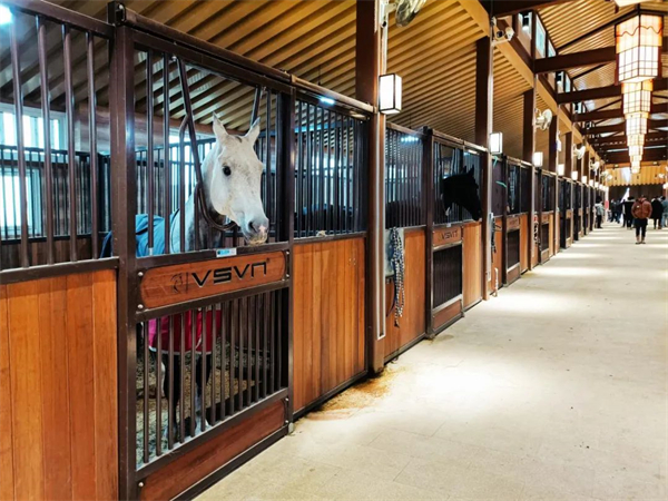 北京威斯恩国际马术设备有限公司:中国马术设备领军企业! 大陆马 (8).jpg