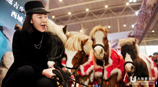美国“卖萌”迷你马现身乌鲁木齐 每匹价格超10万