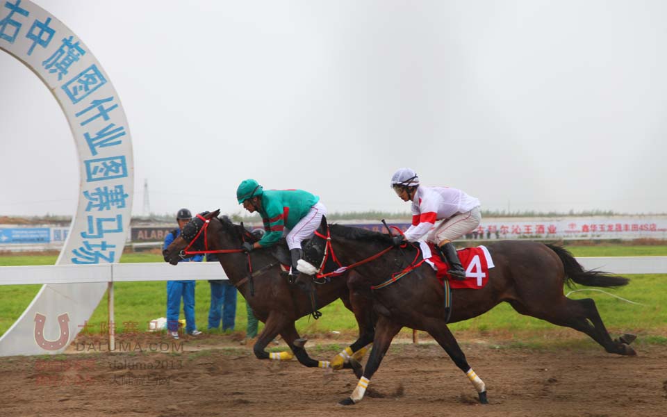 2014莱德马头琴酒业杯速度马暨蒙古马大赛 大陆赛马网4.jpg