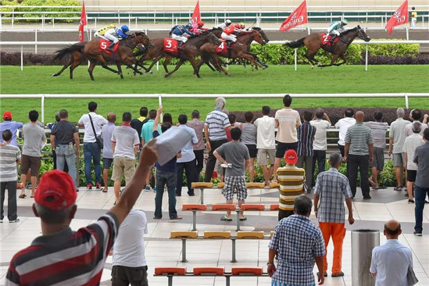 新加坡赛马公会正式宣布一级赛新加坡打吡受疫情影响延期举行 大陆赛马网.jpg