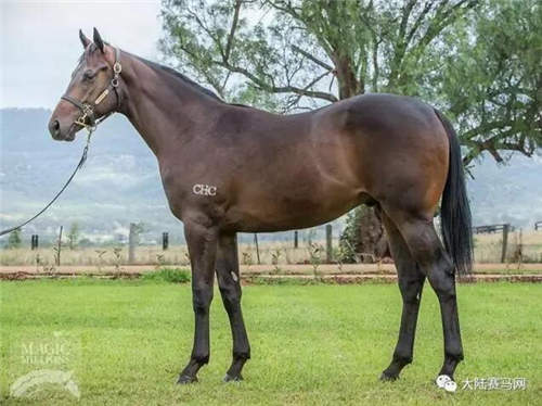 育马战略开花结果:CHC三匹自主繁育周岁马澳大利亚售出360万5.jpg