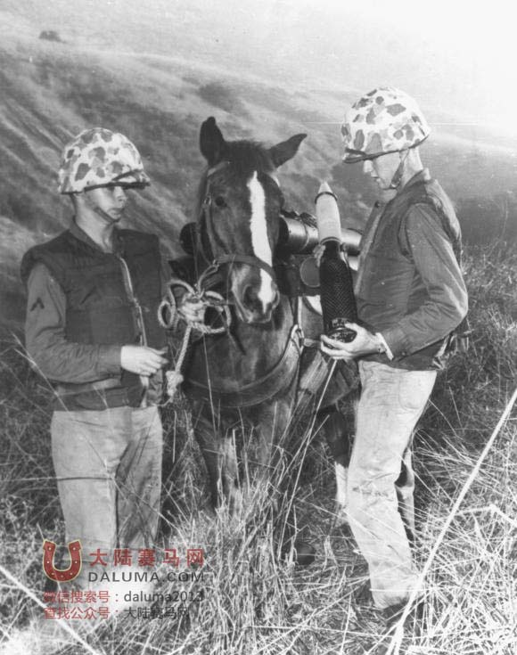 大陆赛马网 英雄战马冒失鬼:生前屡立战功官至参谋 死后被塑铜像永久怀念3.jpg