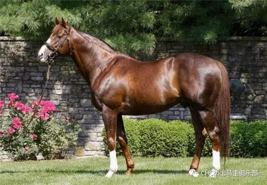 CHC种公马巡礼之“非常时间”:拥有冠军血统的种公马3.jpg