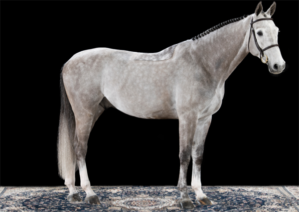 19匹马超2300万成交额!全球顶级温血马拍卖会完美收官! 大陆马 (23).png