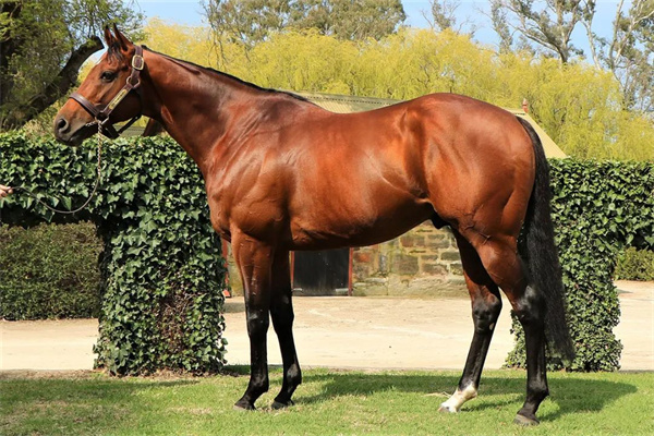 全年配种不停歇:南半球10匹大受欢迎的“穿梭种公马”! 大陆马 (3).jpg
