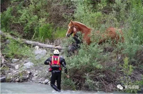 骑手让马儿在河边喝水,结果掉进河里了……可,骑手还在马背上!2.jpg