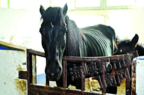 咬人的母马正处于哺乳期，脾气比较暴躁