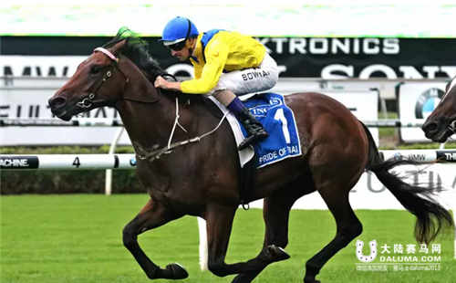 CHC明星小公马“迪拜之光” 澳洲首场测试赛成功卫冕.jpg
