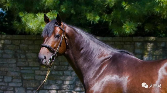 Scat Daddy-大陆赛马网.jpg