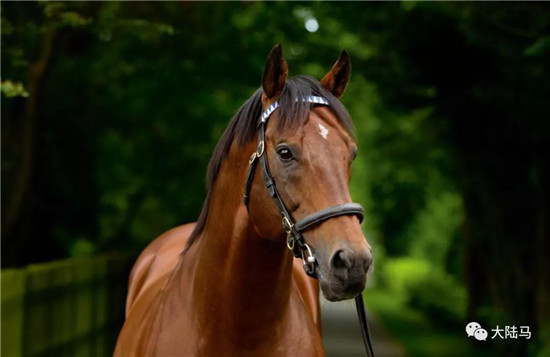 “尽善尽美”-大陆赛马网.jpg