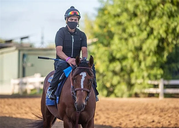 全球最高奖金2000万美元沙特杯冠军“最高戒备”准备复出 大陆赛马网.jpg