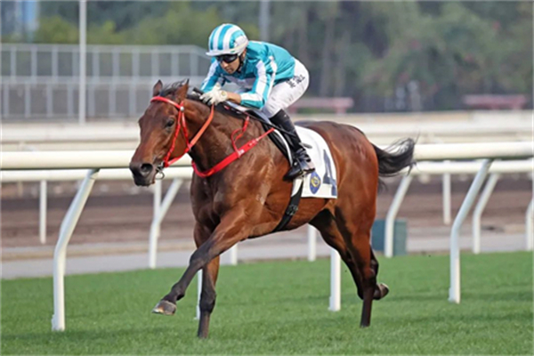 韩国马事会赛马当选“全球马王”,卡拉卡周岁马拍卖会3月如期举办丨全球赛马一周精彩呈现 大陆马 (3).jpg