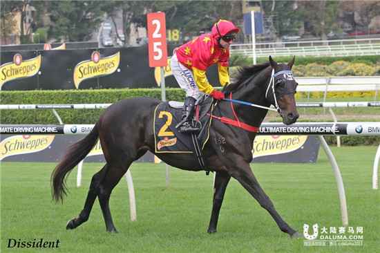 CHC杰士马主俱乐部旗下种公马异见客Dissident.jpg